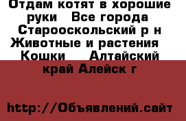 Отдам котят в хорошие руки - Все города, Старооскольский р-н Животные и растения » Кошки   . Алтайский край,Алейск г.